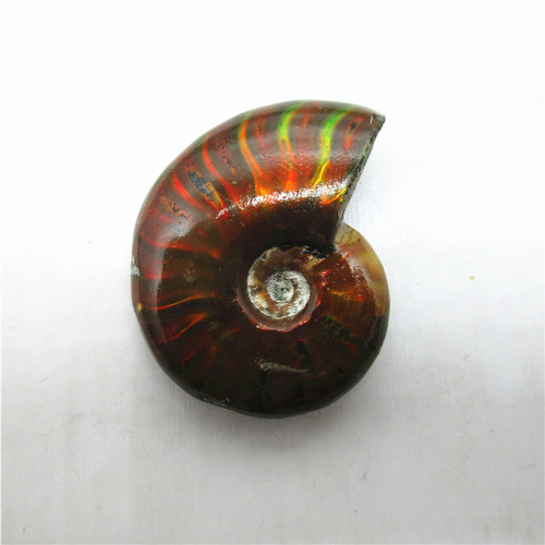 Natural colorful snail fossil ammonite conch paleontological fossil mineral specimen raw stone