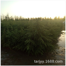 ѩɘ 20~50ѩС IB ļ Ҏȫ