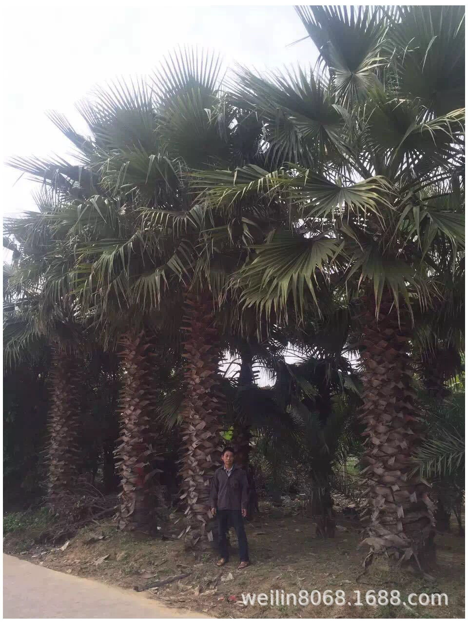 Цитата из пальмового дерева Куйхуа для пожилых людей из Фуцзяна, база в тысяче акрах, поставка из первых рук, добро пожаловать на запрос