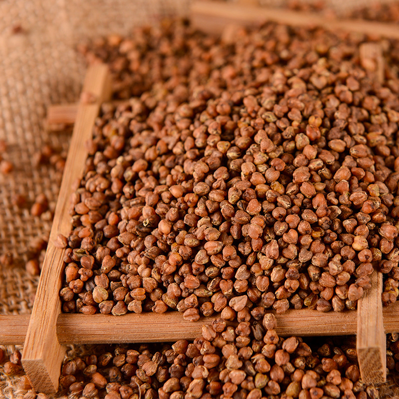 邛池黑珍珠苦荞茶散装黑苦荞茶全胚芽茶大凉山厂家批发荞麦茶苦荞