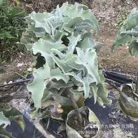 仙女之舞 景天科伽蓝菜属多肉植物 大型造景沙生植物盆栽