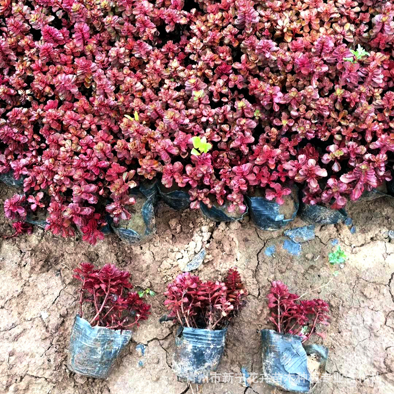 批发花海用八宝景天道路绿化中华景天三七景天大小苗绿化花卉 阿里巴巴