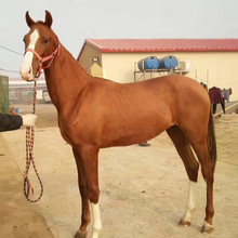 女生可以骑乘的半血马多少钱 四川广元哪里有卖马的 大型养马场