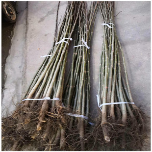 ���l����ԭ���� ���Ҍ�����0.8���� ����С�� ���ҷN�� �|���r��