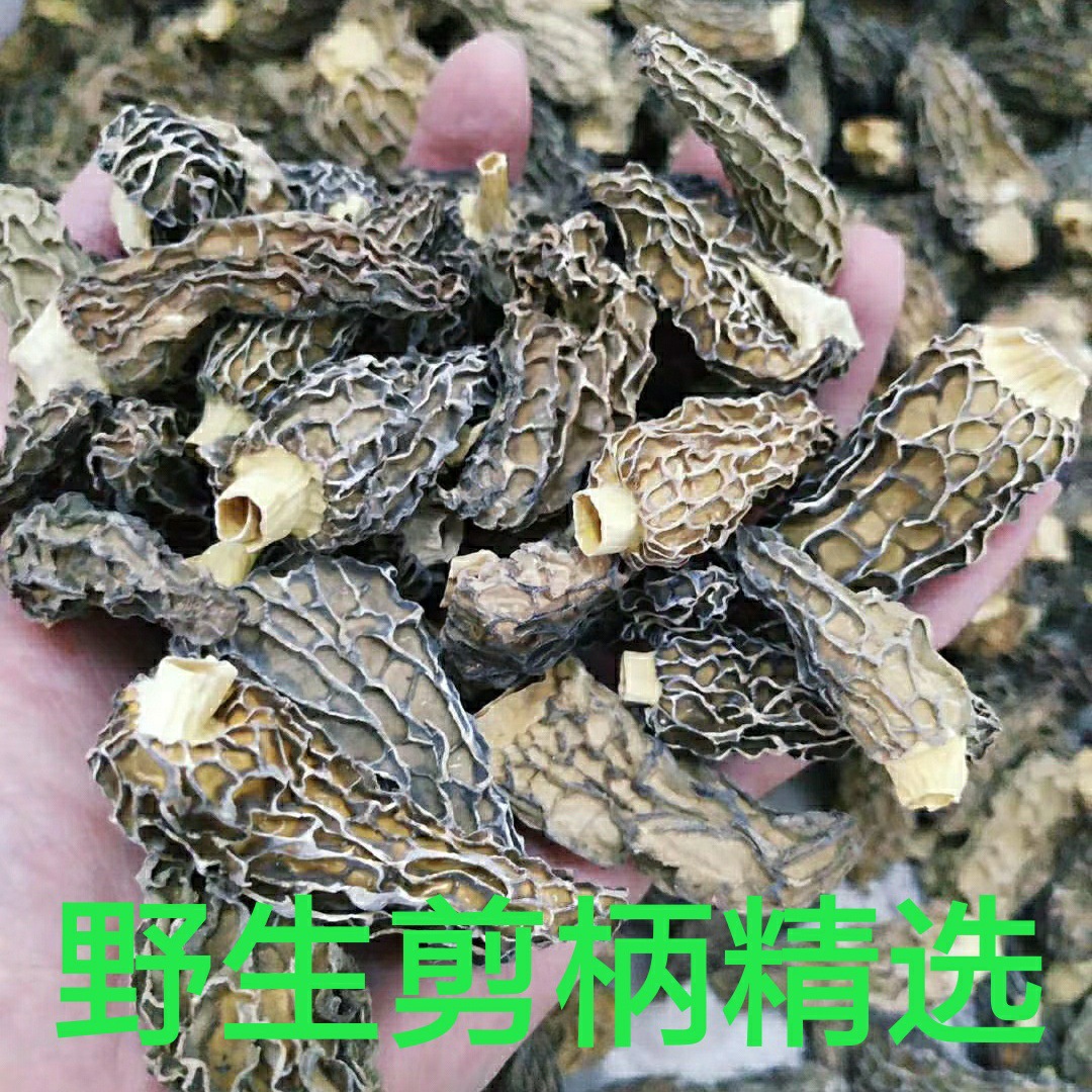 100%野生羊肚菌干货 精选剪柄大号 非种植 云南野生 农户一手货源