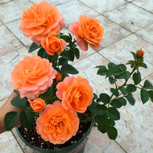 Wholesale Balcony Large Flower Micro-Moon Juice Balcony Flower Seedlings Multi-Headed Fragrant Orange Rose Seedlings Potted Plants Blooming in All Seasons