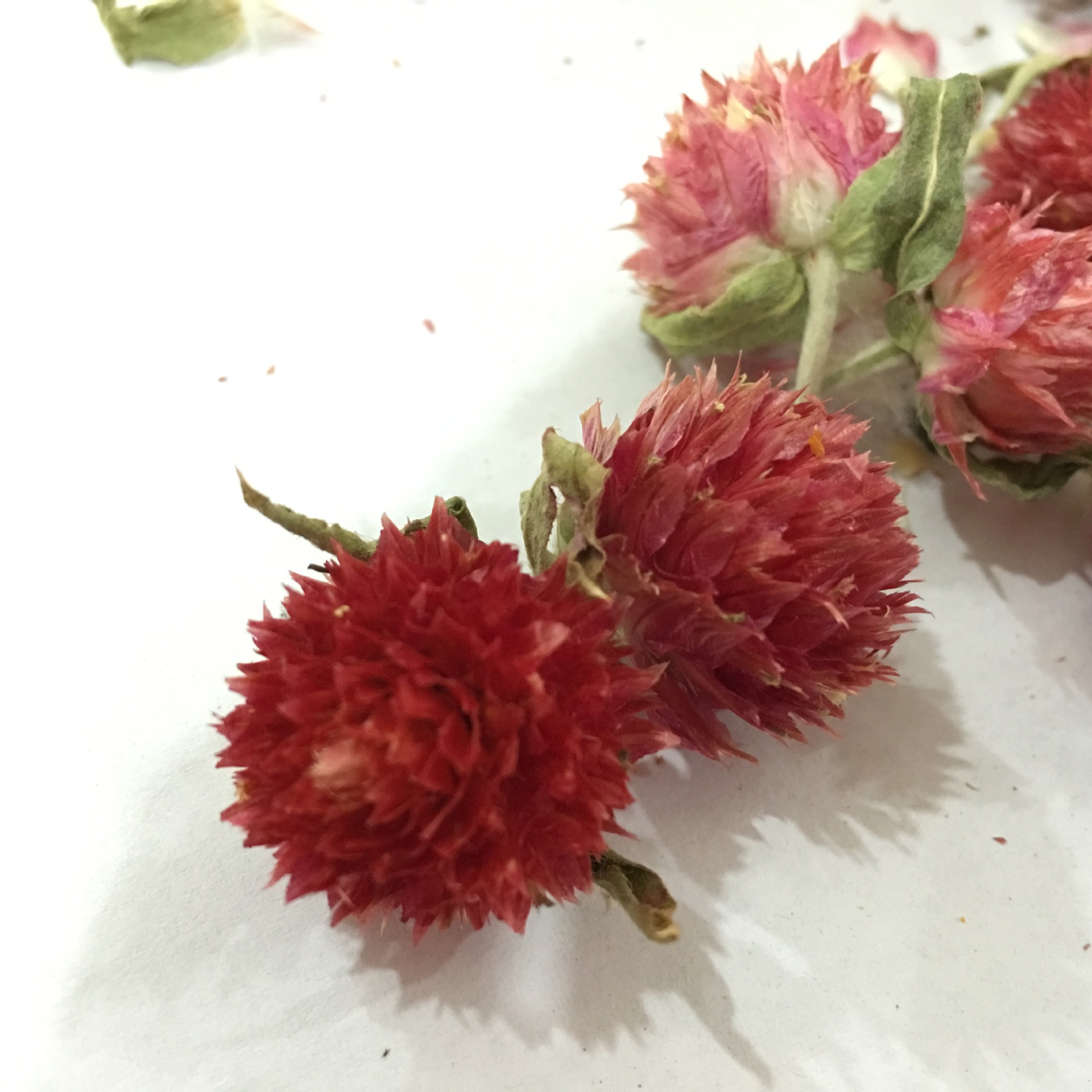 Dried Red Plum Blossom Flower Heads Hong Qiao Mei Loose Herbal Tea and Decorative Dried Flowers 500g quality and texture