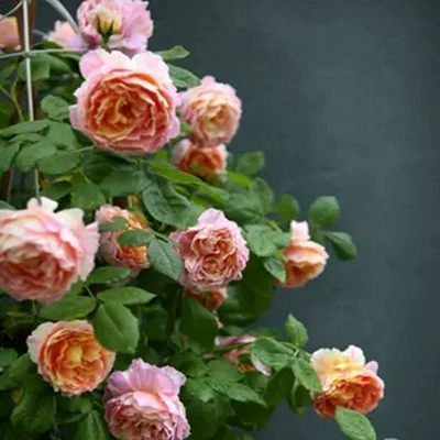 Новые продукты Полосатая лоза Рассада цветка розы Цветная бабочка Большая лоза для лазания по цвету Четыре сезона Цветение Многоголовая лоза Разноцветная лоза Рассада цветка розы