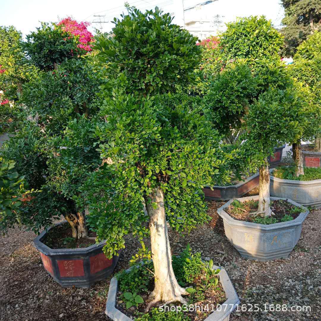 微信图片_201902010002188