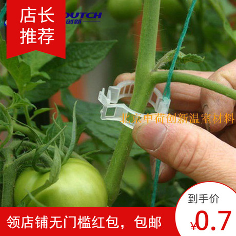 西红柿卡扣吊落蔓夹 吊秧器固定卡，荷兰种植技术番茄夹番茄