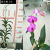 Base direct batch of orchid Dendrobium Dendrobium orchid European Star Wingxin 3 -inch potted buds and seedlings