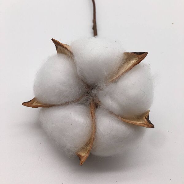 Cotton gift box