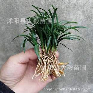 Базовая прямая продажа Yulong Grass Wheels Blue Leaf Ophiopogonic старая зима зима Everbright Greening Greening