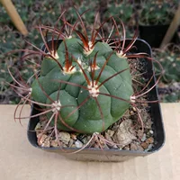 Суккулентные кактусы оптом, рассада около 3-4 см, новый мир, голые корни, садовые цветы, горшечные зеленые растения