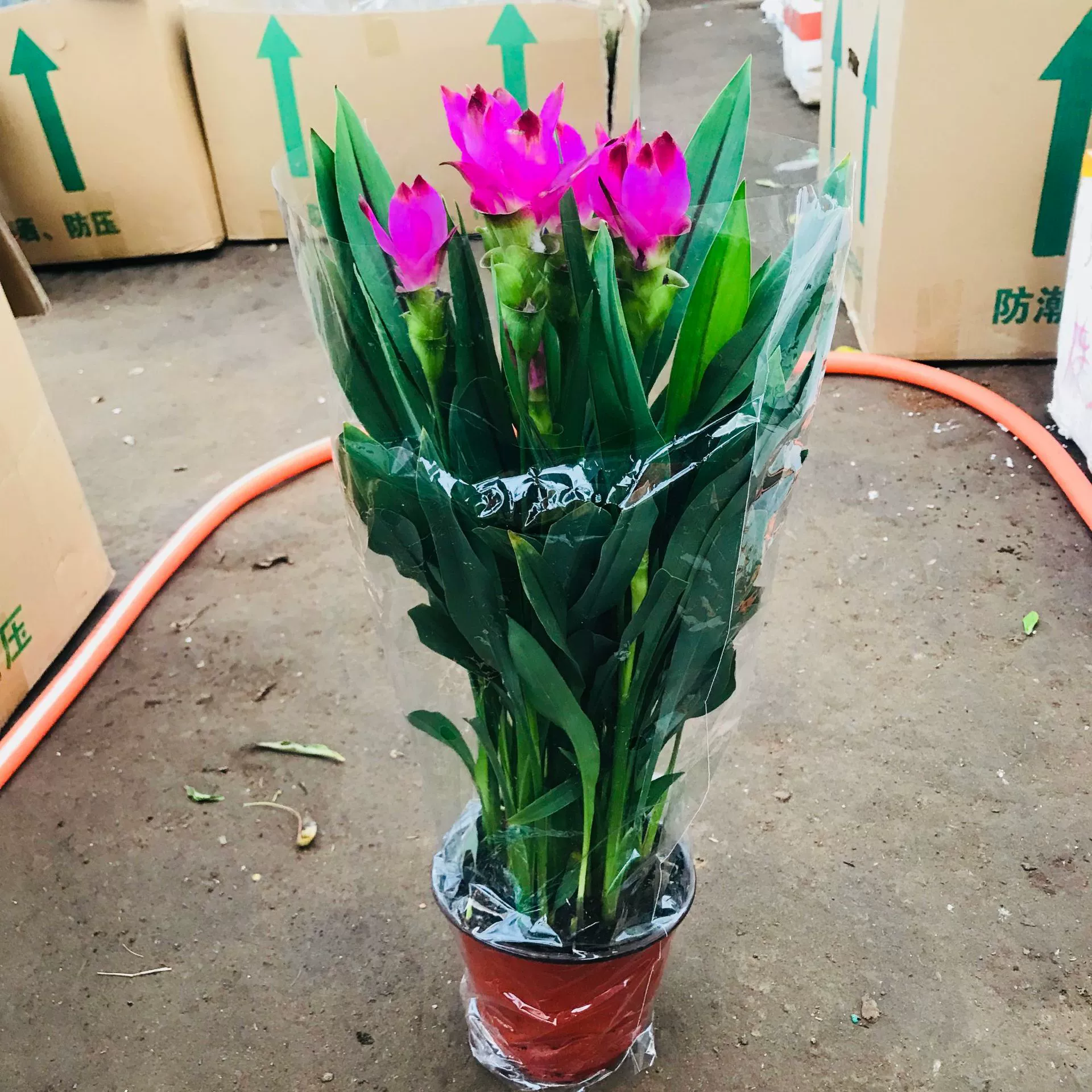 Имбирь Лотос горшечные растения с цветочными горшками доставка комнатных и наружных настольных цветов многолетние растения Four Seasons Flowers