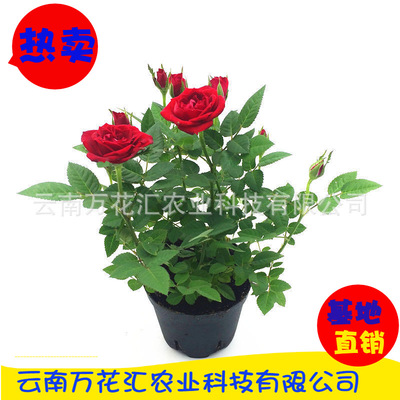 Potted roses Mini Rose Edible Rose Cut Roses Climbing roses Europe May Watch rose