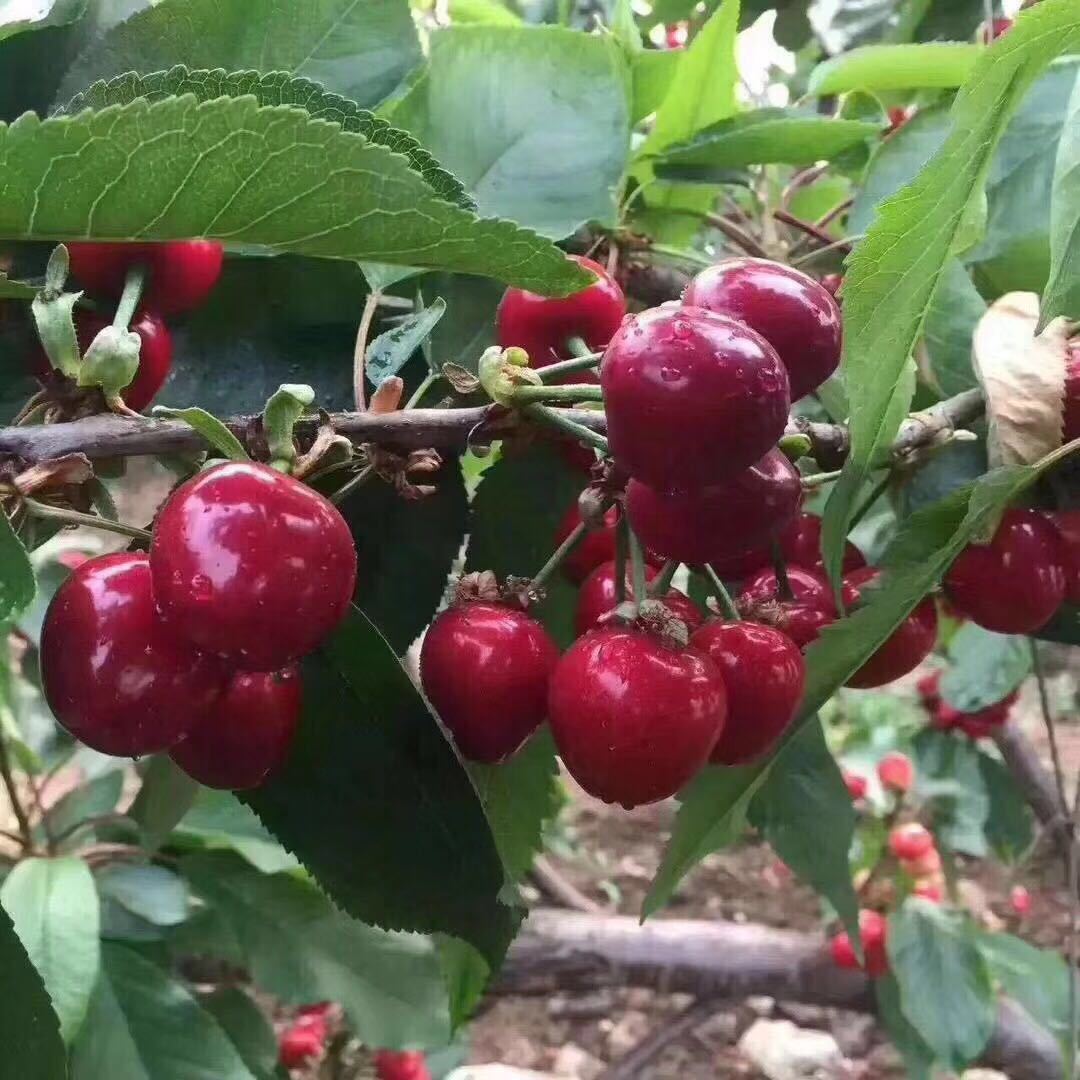 微信图片_201903211115562