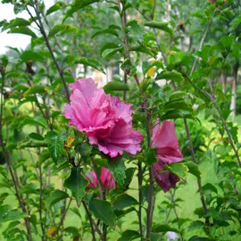 盆栽;乔木;灌木