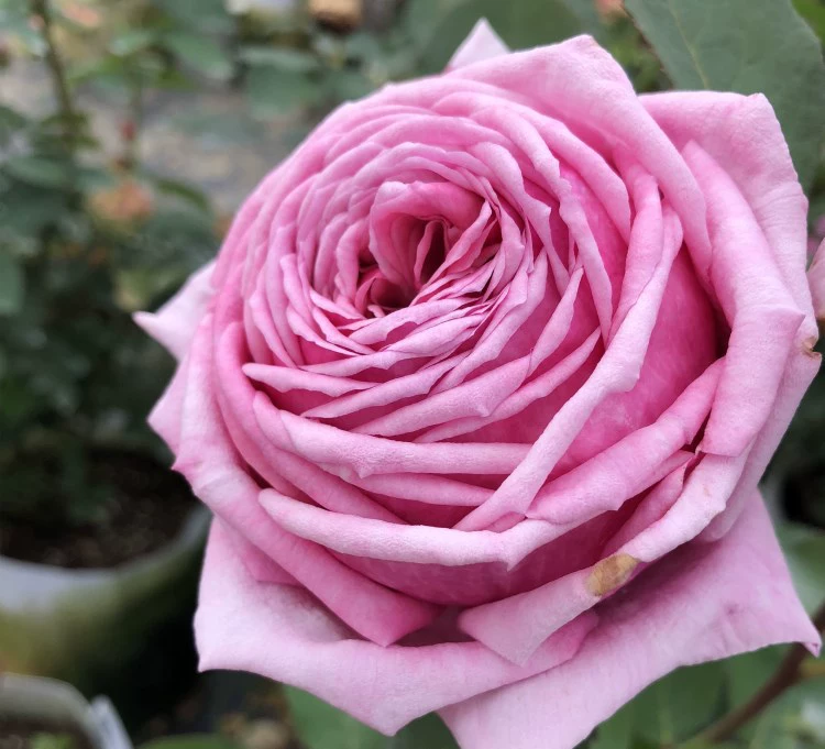 Сильнодушистые розовые саженцы с крупными цветками в горшках с любовью и многоголовыми цветами勤hua, цветущими в любое время года и обладающими хорошей устойчивостью к болезням, цветы на балконной клумбе.