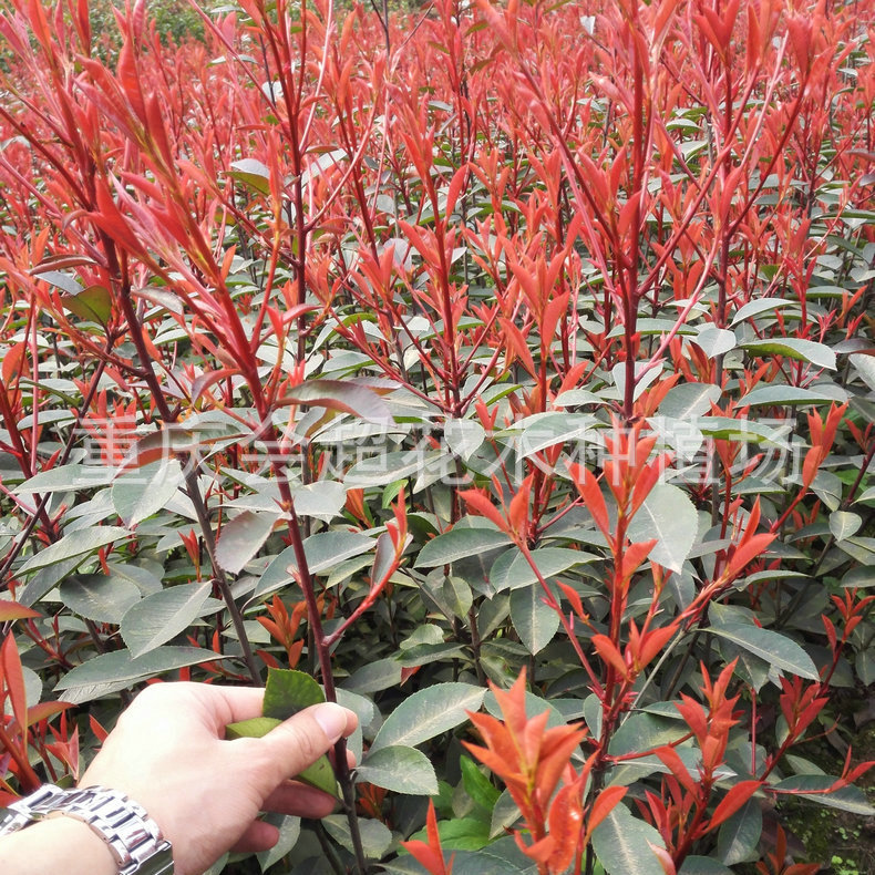 红叶石楠苗1