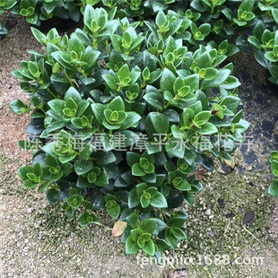 ���r�������l140��160�����~�� ���~���m С�����Ի���