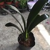[Base direct batch] High -end indoor potted long leaves, long leaf gentleman orchid potted plants wide -leaf gentleman orchid plants