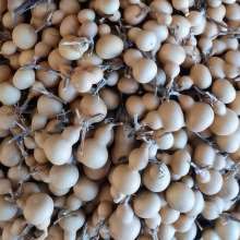 �S�Үa�ش������l�������J �����������С���J ���v��Ƥ���J