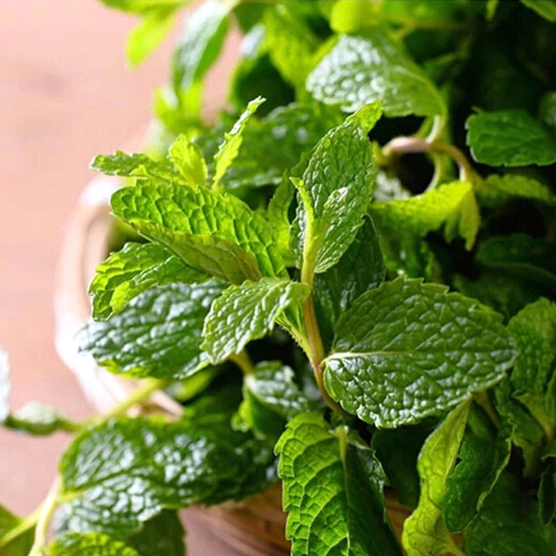 2斤裝包郵雲南新鮮薄荷葉 蔬菜現摘沙拉西餐調酒食用留蘭香