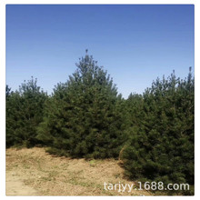 西安基地直銷2~3米白皮松樹苗 樹形飽滿 規格全 占地苗 苗