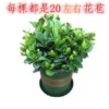 Flowerpot four seasons indoor, green plant lamp for living room for gazebo