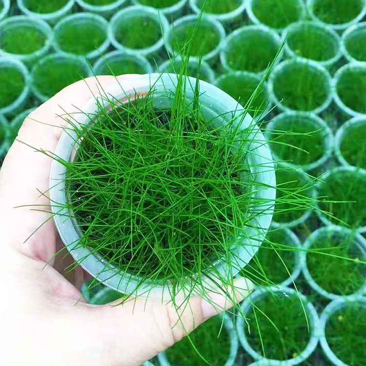 Mini Cattle blankets living thing Aquatic herb Aquarium Aquarium decoration Watch Background wholesale Photosynthesis Aquatic herb