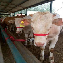 嘉旺 肉牛 活牛 生長速度快改良肉牛   銷售基地
