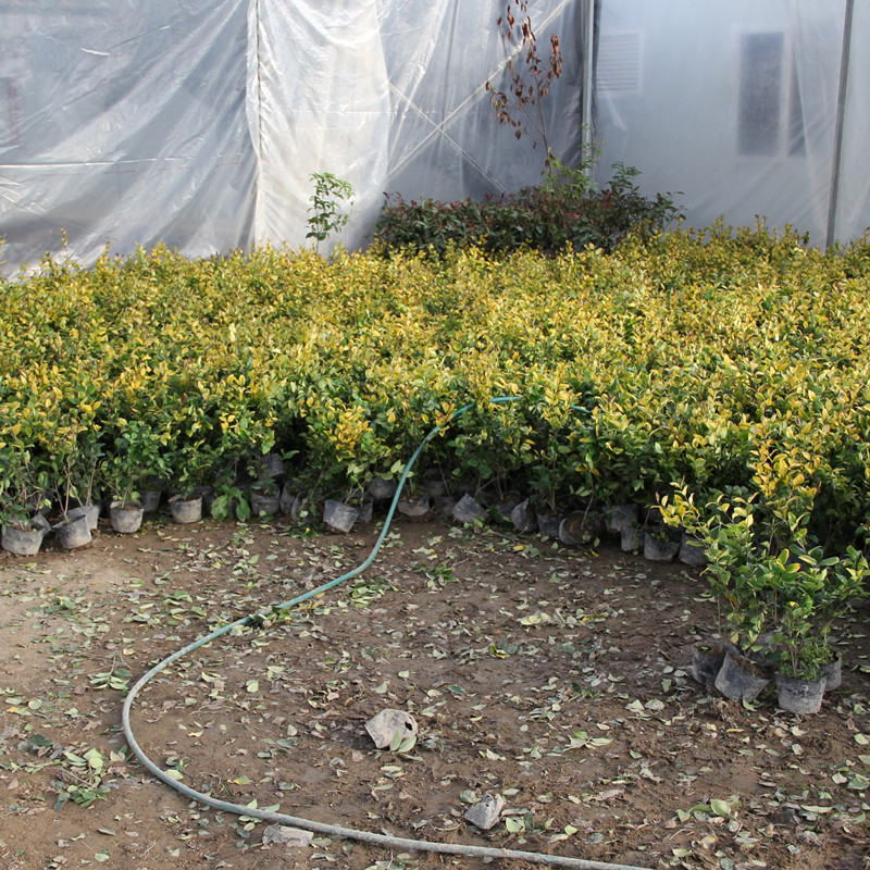 Ligustrum Color block Ligustrum ball Cup bag Parterre Road green Ligustrum Hedge