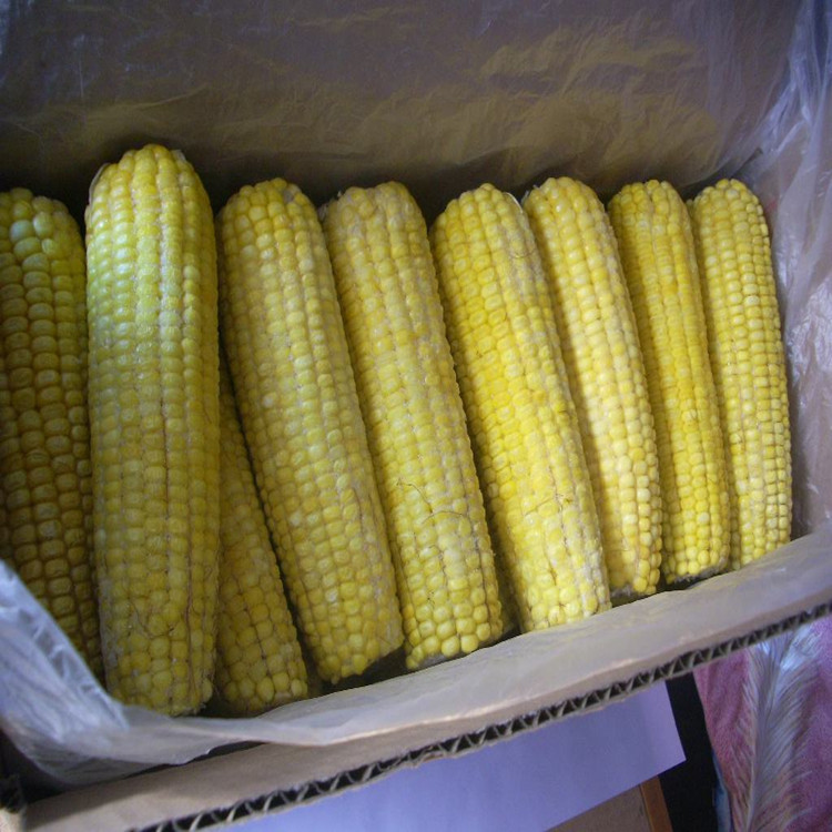 热款 玉米清洗漂烫流水线 D_11玉米蒸煮漂烫机 得尔润品牌厂家