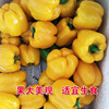 Yellow sweet pepper seeds yellow sweet pepper seed color pepper seed lanterns pepper pepper seeds vegetable seeds wholesale vegetables