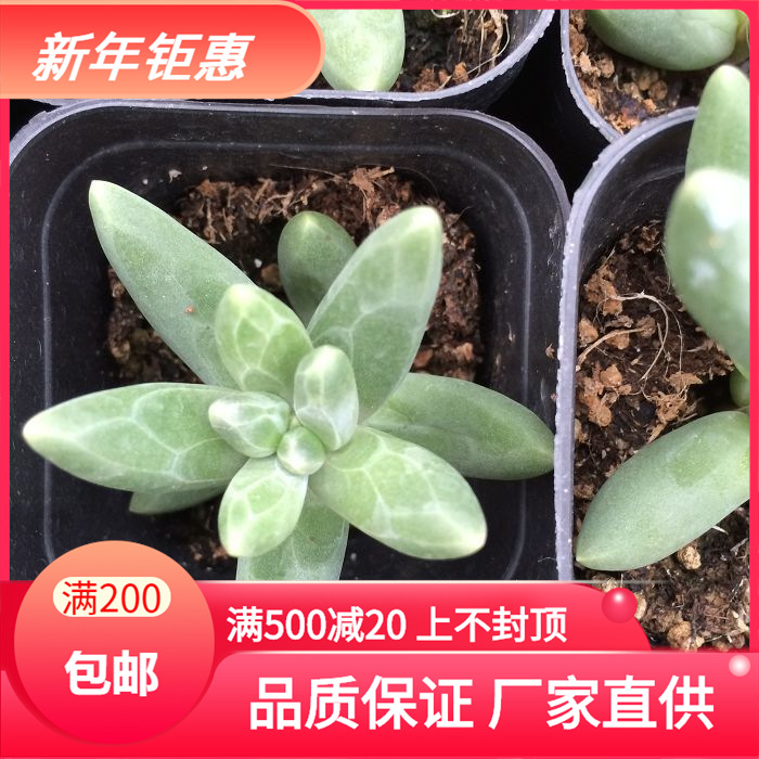 天羽多肉砍头苗千代田之松多肉种苗批发多肉植物 阿里巴巴