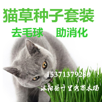 批发猫草种子定制小包装无土栽培小麦大麦燕麦黑小麦狗尾草猫薄荷