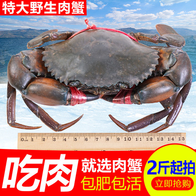 缅甸印尼青蟹鲜活大公蟹进口肉蟹迷踪蟹鲜活大螃蟹顺丰包邮|ms