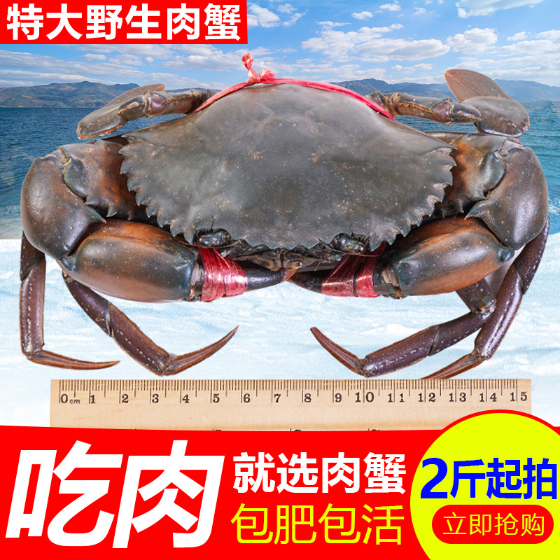 缅甸印尼青蟹鲜活大公蟹进口肉蟹迷踪蟹鲜活大螃蟹顺丰包邮|ms