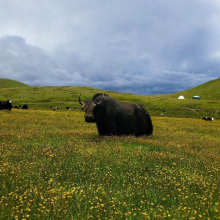 ��ԭ��ţ�����Xһ�^  ��ţ�r���ţ�����Xһ�^ ���ţ�^ë�؃r��