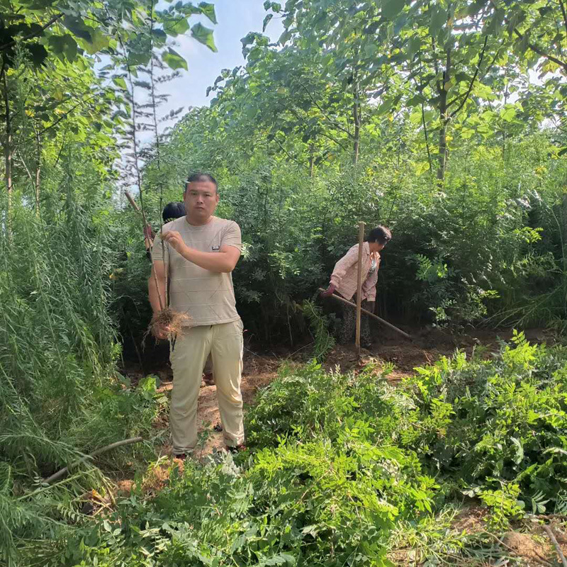 兩年大紅袍花椒苗基地起苗 2公花椒苗規格大 獅子頭花椒苗品種純