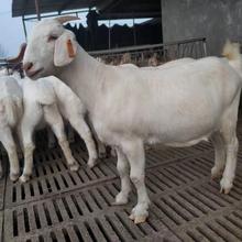 嘉旺 纯种肉羊苗价位  美国白山羊肉羊  销售基地
