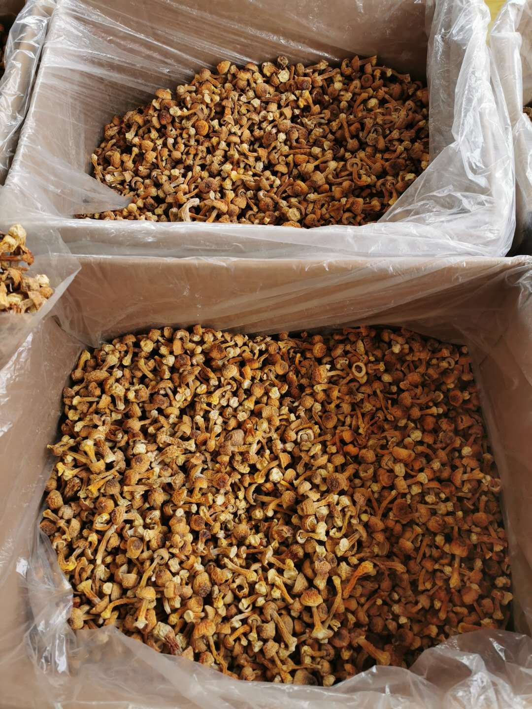 Dried Agaricus Blazei Mushroom 500g Yunnan Sun Dried Culinary Fungi for Soups and Stir Fry in use