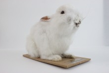 �����Θ˱�����������