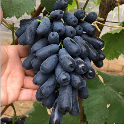 基地批发甜蜜蓝宝石葡萄种苗 新品种盆栽葡萄苗现挖现发|ru