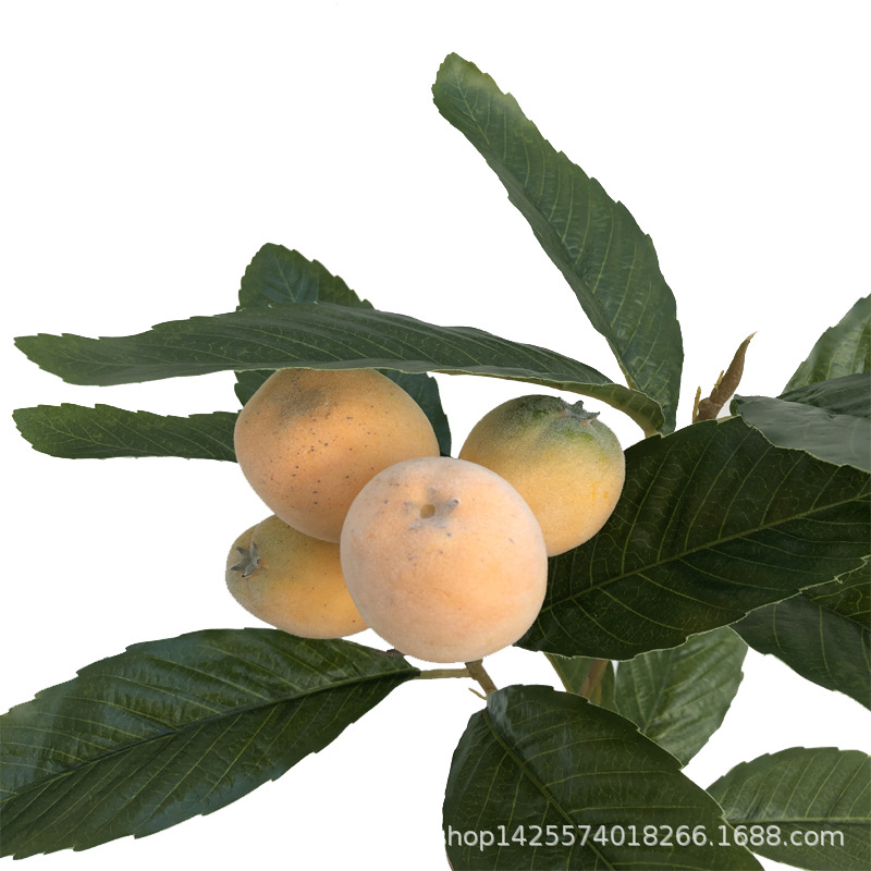XRG-038 枇杷3叉15叶4果0.55米1.jpg