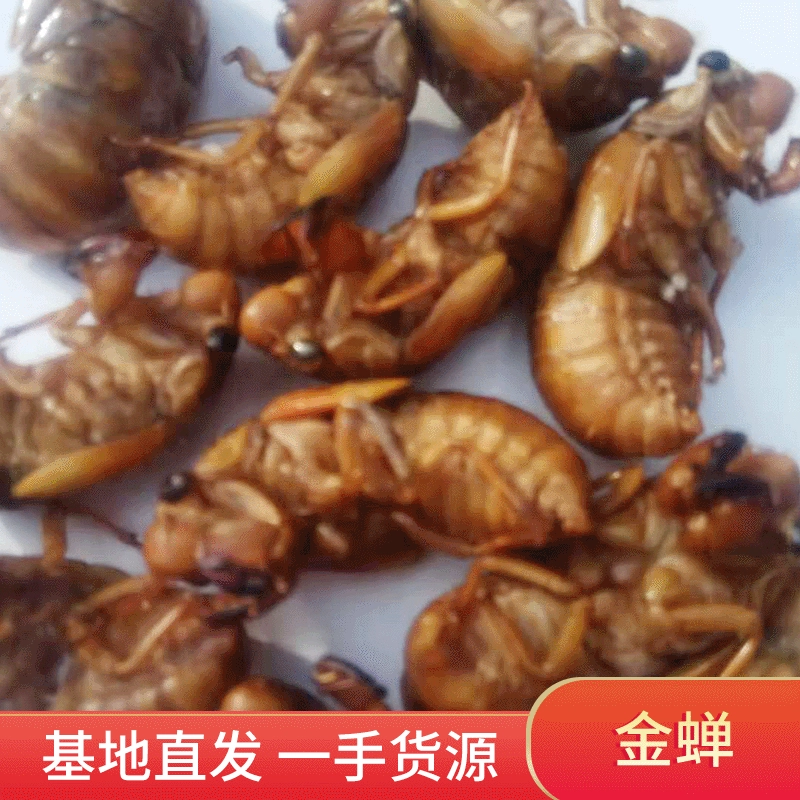 Замороженные золотые цикады знают о происхождении обезьян, поднимаясь на вилку