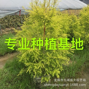 �㽭ǧ�ӽ���S���������l �S���������Sǧ�ӈ�r �S��������r��