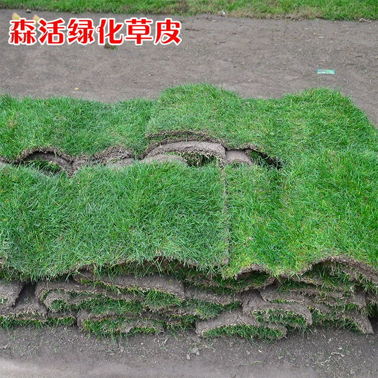 Готовый газон, всесезонный зеленый газон для гольфа, газон «гном Бермуд», газон во дворе виллы