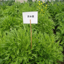京水菜 京水菜品牌 图片 价格 京水菜批发 阿里巴巴